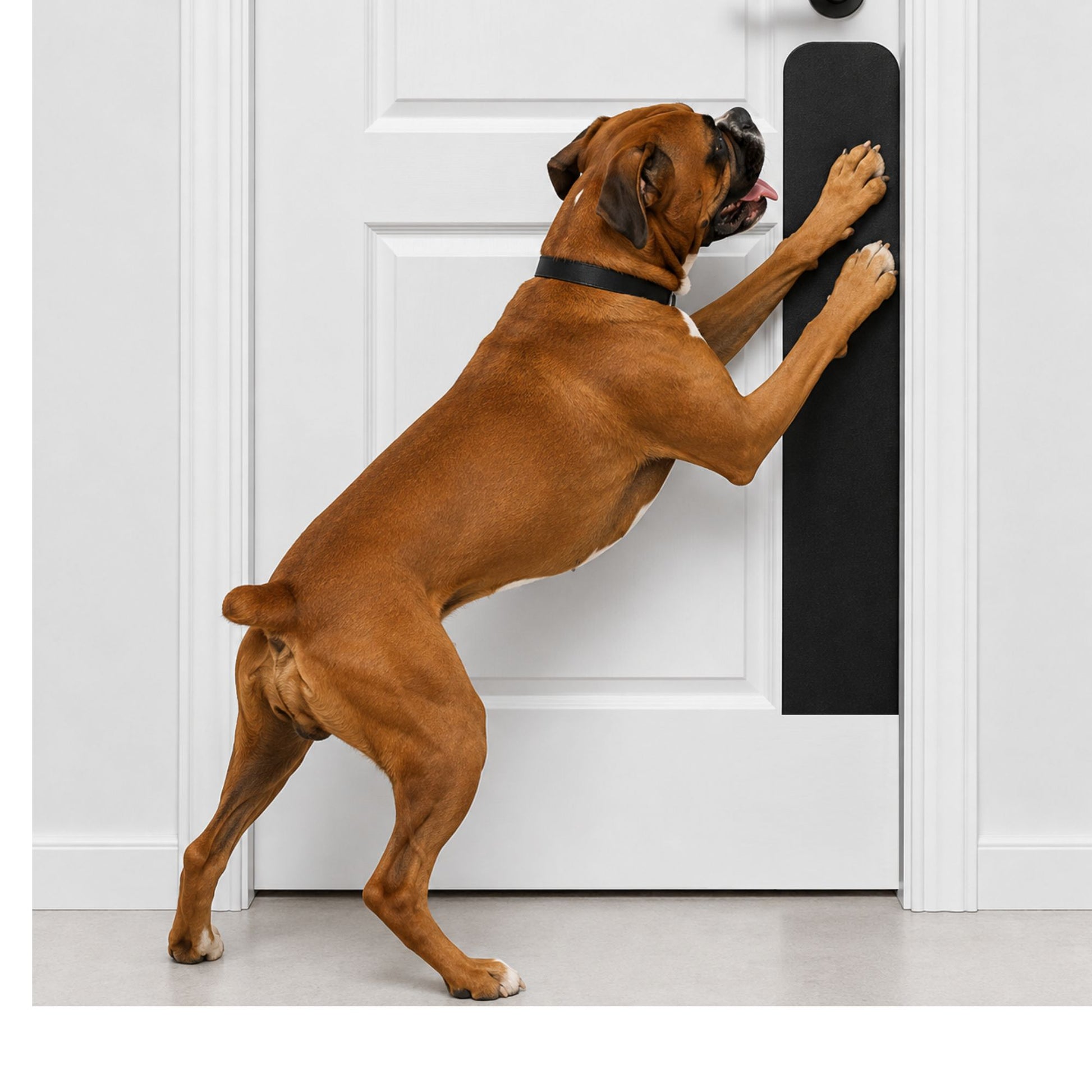 Boxer dog in Satin Black Dog Scratch Plate Product Photo