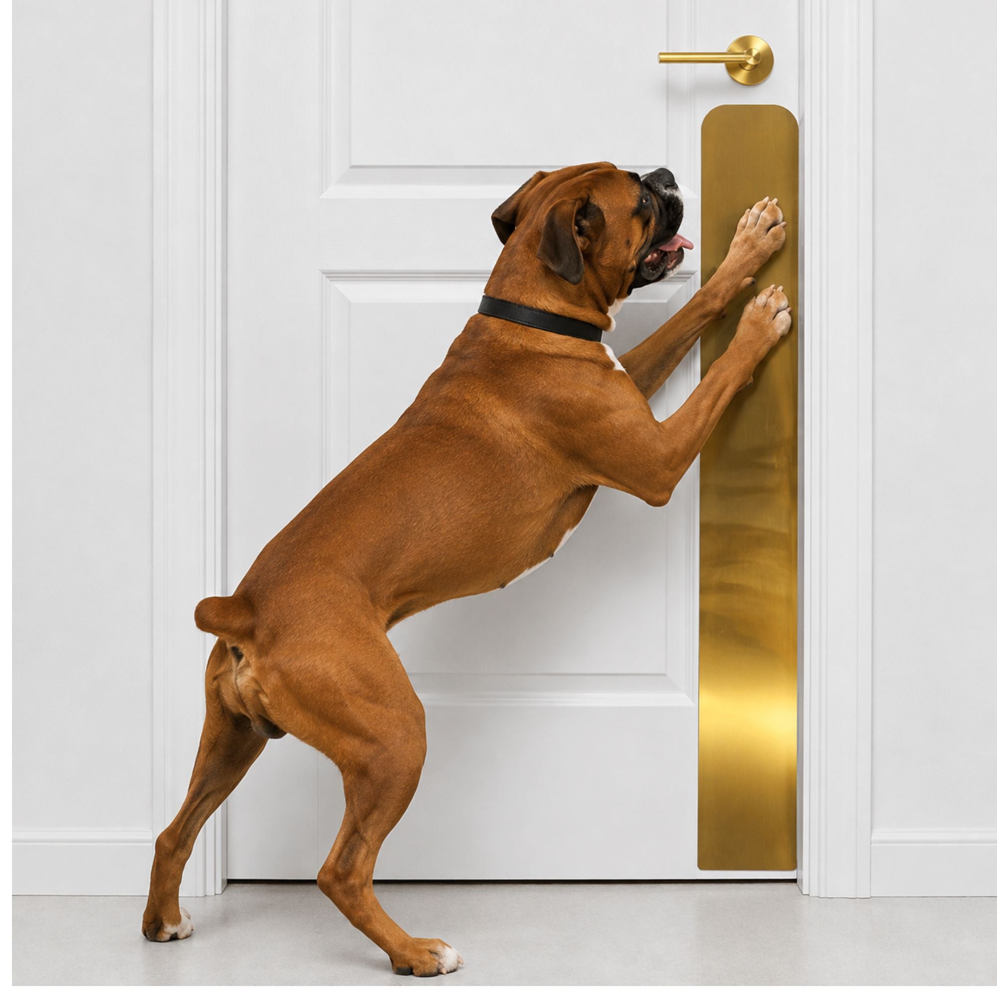 Boxer dog in Shiny Brass Dog Scratch Plate Product Photo