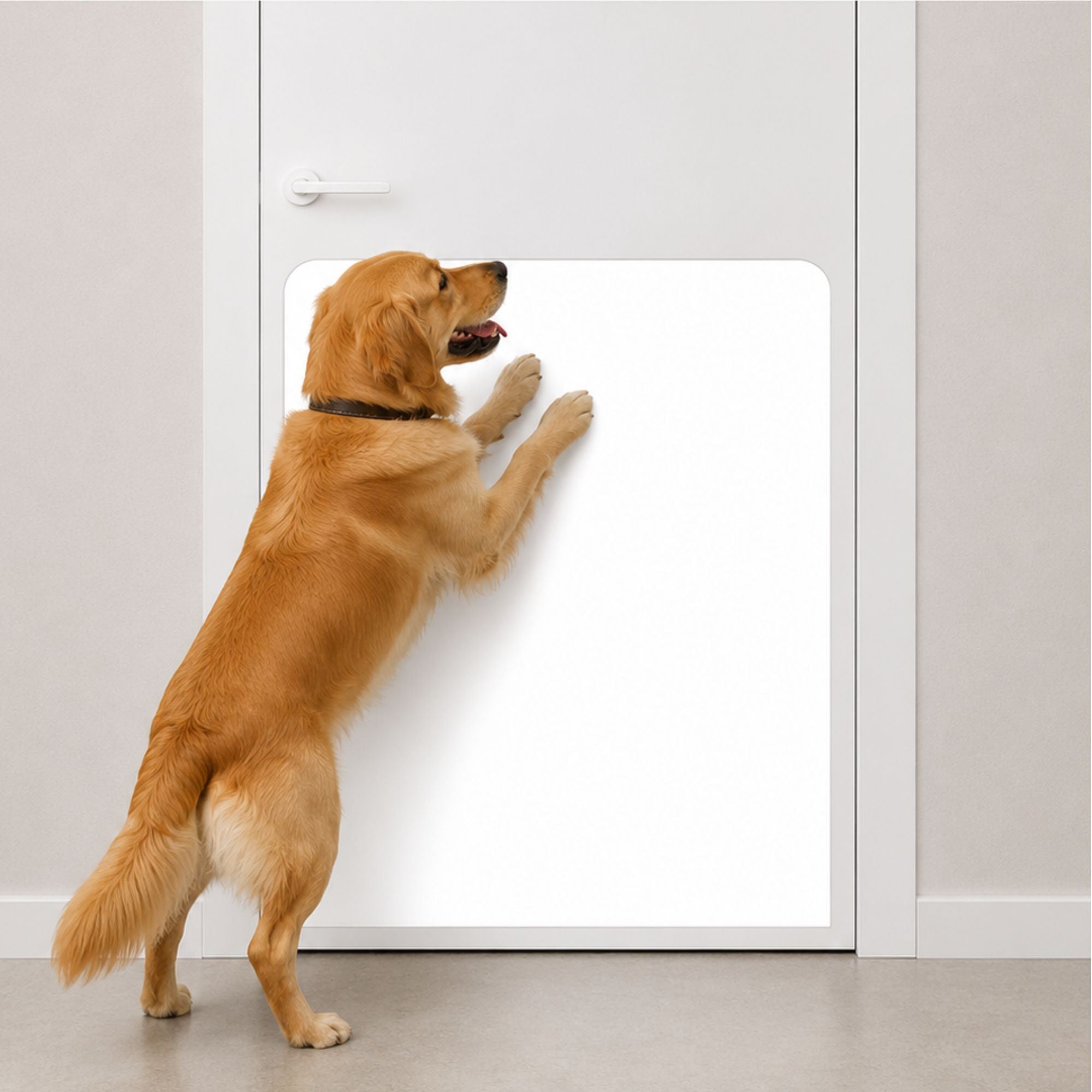 Golden Retriever with Minimalist White Large Breed Dog Scratch Protection Plate