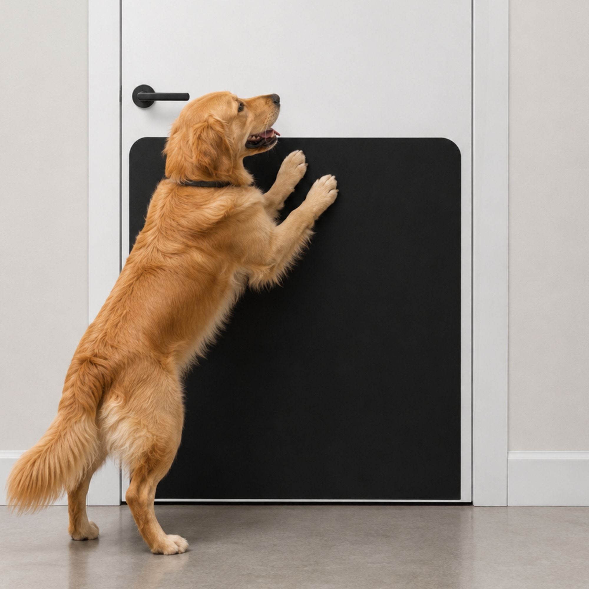 Golden Retriever with Satin Black Large Breed Dog Scratch Protection Plate