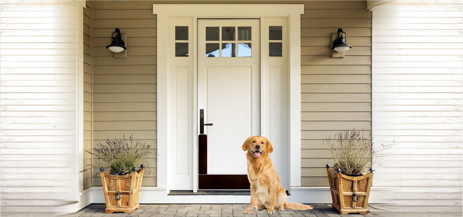 Golden retriever by white front door with oil rubbed bronze kick plate and dog scratch protection plate
